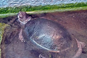 Mühlenbergs Schildpad