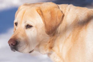 Hond