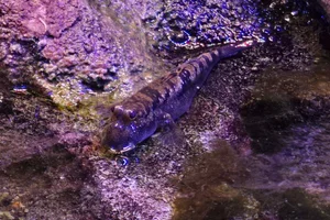Slender Mudskipper