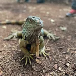 Common Green Iguana
