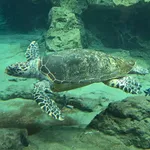 Hawksbill