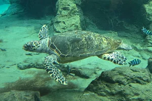 Karetschildpad
