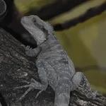 Eastern Water Dragon