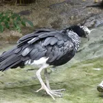 Horned Screamer