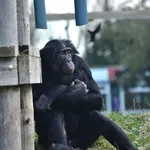 Bonobo