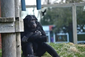 Bonobo