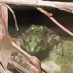 Cretan Frog