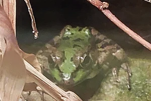 Kretenzische Meerkikker