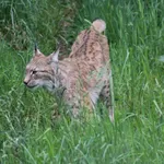 Eurasian Lynx