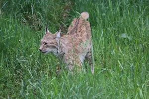 Lynx