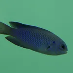 Neon Damselfish
