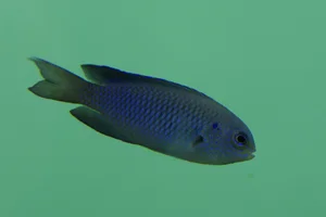 Neon Damselfish