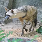 Aardwolf