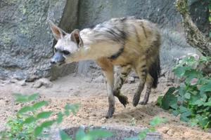 Aardwolf