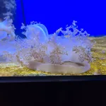 Mangrove Upsidedown Jellyfish
