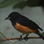 Montserrat Oriole