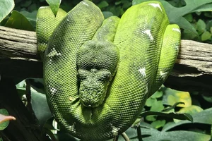 Corallus batesii
