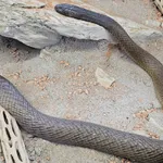 Fierce Snake