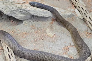 Inlandtaipan