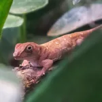 Hispaniolan Stout Anole