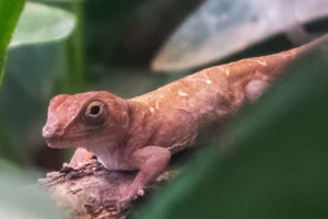 Hispaniolan Stout Anole