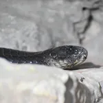 Egyptian Cobra