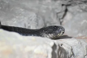 Egyptische cobra