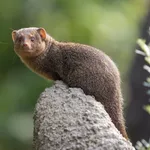 Common Dwarf Mongoose