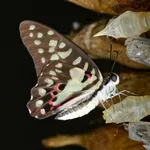 Common Jay