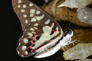 Common Jay