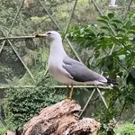 Black-tailed Gull