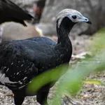 Blue-throated Piping-Guan (White-throated)