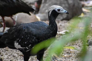Blauwkeelgoean