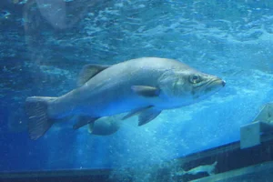 Lateolabrax latus