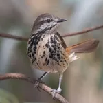 Spotted Palm-thrush