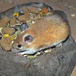 Arabian Spiny Mouse