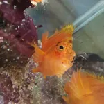 Golden Hawkfish