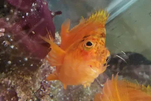 Golden Hawkfish