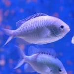 Blackfin Chromis