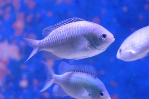 Blackfin Chromis