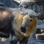 Takin