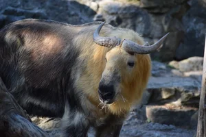 Sichuantakin