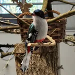 Cuban Trogon