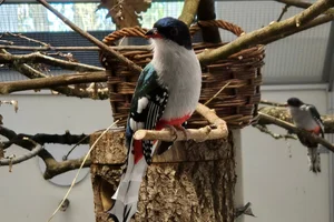 Cubaanse Trogon