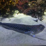 Greater Weever