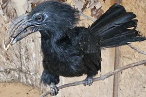 Temmincks Neushoornvogel