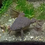 Lake Oku Clawed Frog