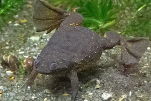Lake Oku clawed frog