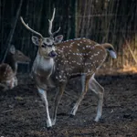 Chital