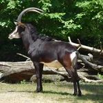 Sable Antelope
